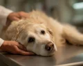 Best CBD Oil for Dogs 2026: We Tested 7 Brands