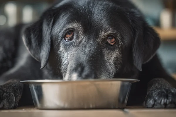 Best Dog Food for Senior Dogs: Top Picks for Dogs Over 7