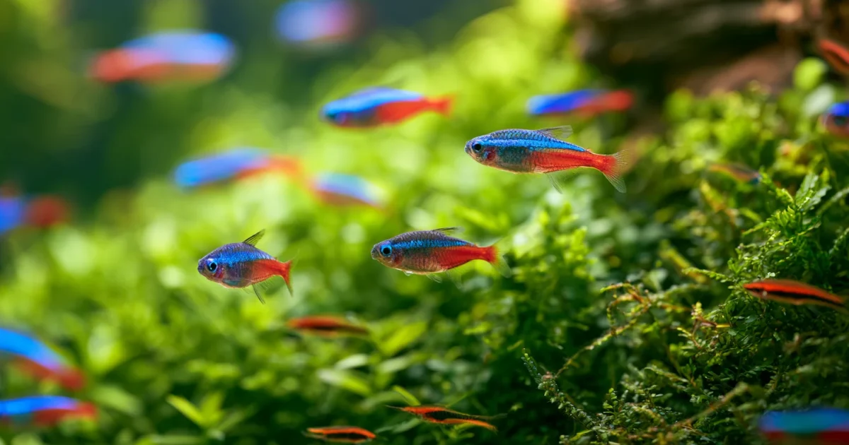 Best Aquarium Fish Food Brands of 2026: Ranked by Fish Type