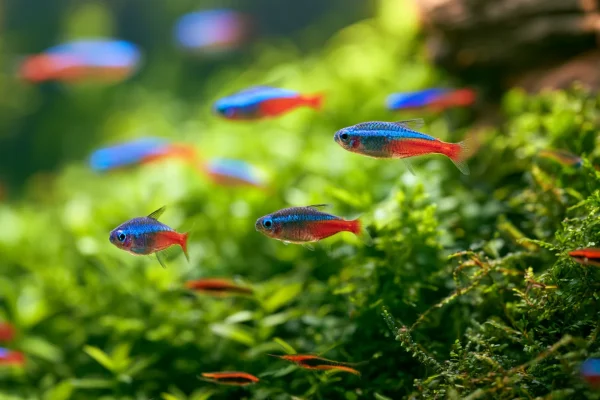 Best Aquarium Fish Food Brands of 2026: Ranked by Fish Type