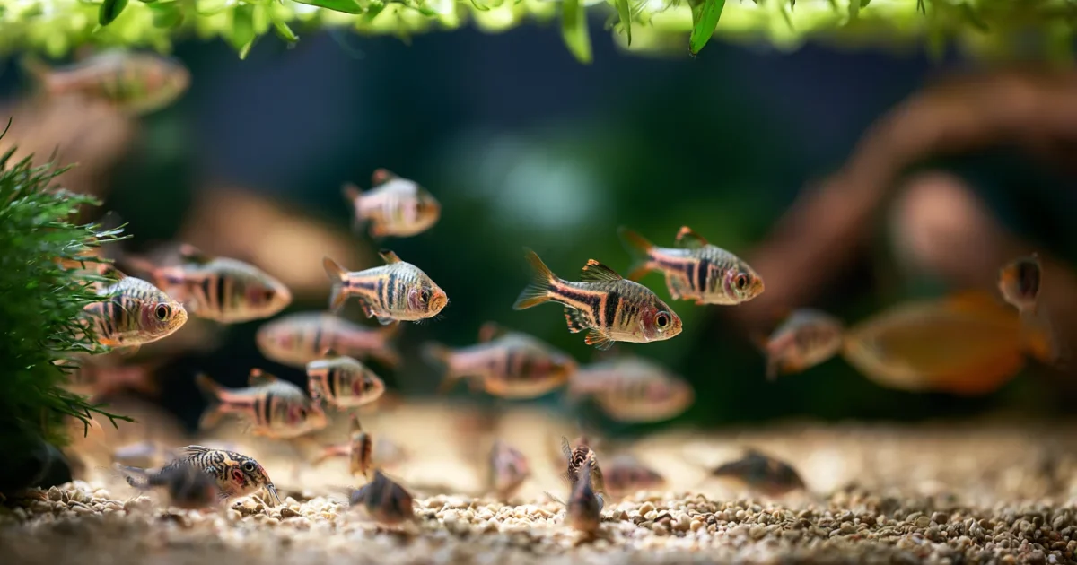 Best Freshwater Community Fish for Beginners (2026 Guide)