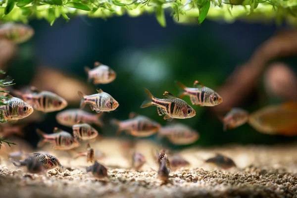 Best Freshwater Community Fish for Beginners (2026 Guide)
