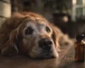Best Probiotics for Dogs 2026 (Vet-Reviewed Rankings)