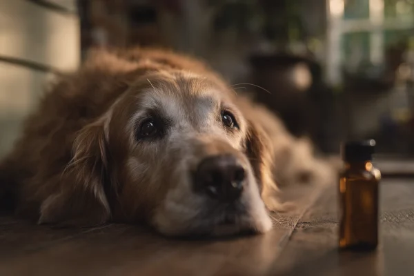 Best Probiotics for Dogs 2026 (Vet-Reviewed Rankings)