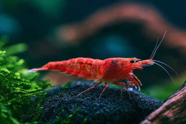 Best Sponge Filters for Betta Tanks & Shrimp (2026 Guide)