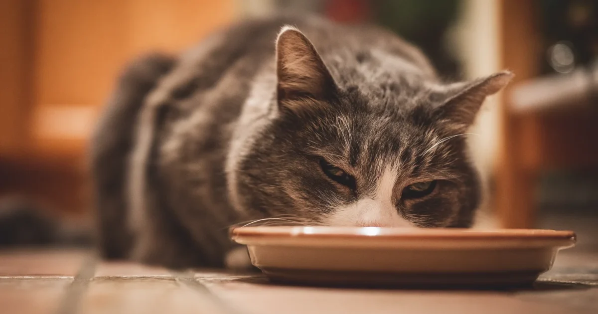 Best Wet Cat Food of 2026: We Tested 12 Brands