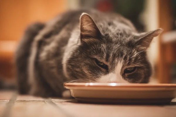 Best Wet Cat Food of 2026: We Tested 12 Brands