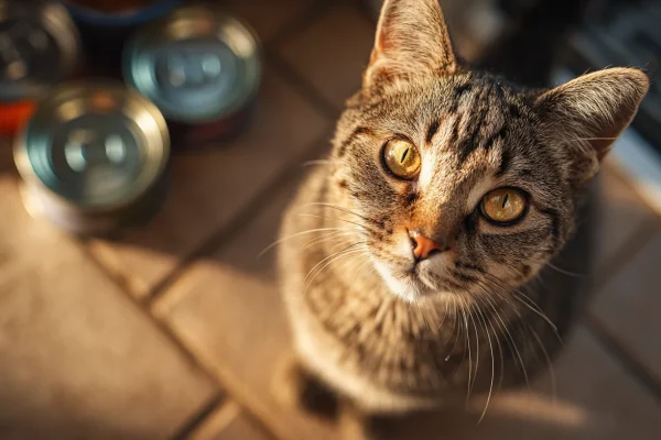 Fancy Feast vs Sheba vs Friskies: Budget Cat Food Compared