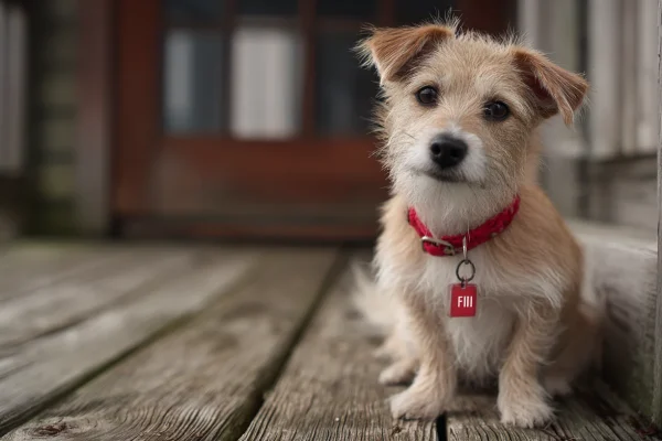 Fi Series 3 Collar Review 2026: Is $149 Worth It?