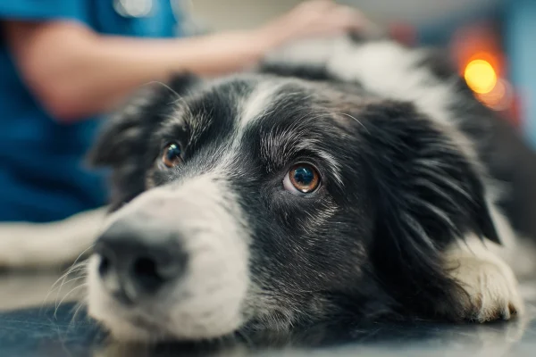 NexGard vs Frontline: Which Flea Treatment Works Better?
