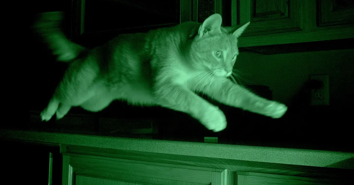 Best Indoor Pet Cameras with Night Vision 2026 (Ranked)
