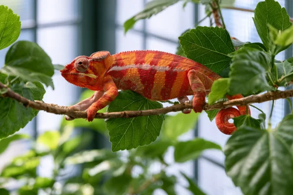 Best Plants for Chameleon Enclosures 2026 (Safe & Live)