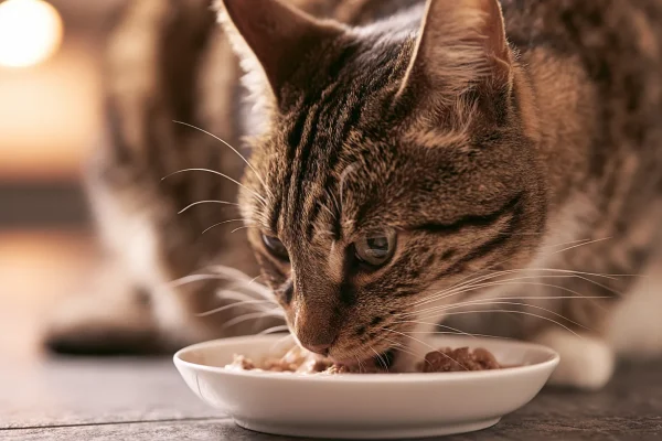 Best Probiotics for Cats 2026: Vet-Reviewed & Ranked