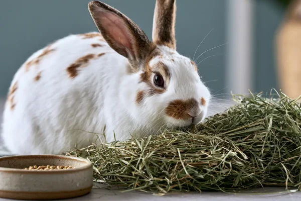 Best Rabbit Food Brands 2026: Pellets, Hay & Fresh Picks